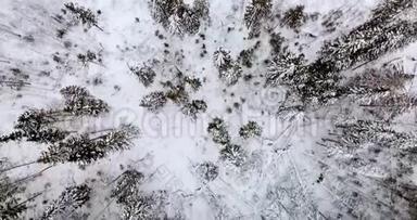 <strong>杉树林</strong>的空中俯视覆盖着雪